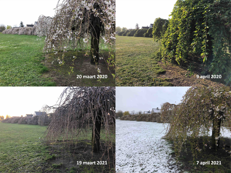 Verschil in ontwikkeling bloei en bladontplooiing van sierkersen in Ede tussen 2020 en 2021