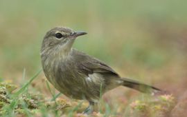 Martijn Hammers Seychelles warbler