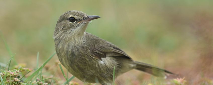 Seychelles warbler