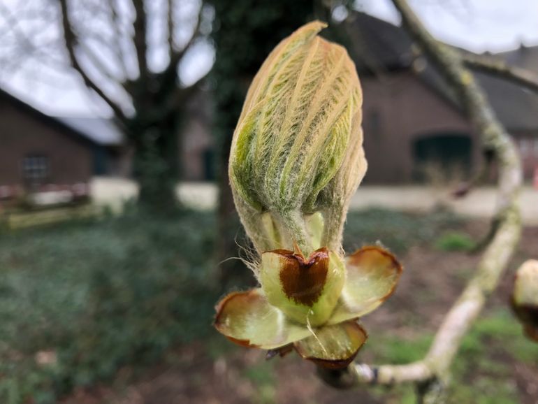 De witte paardenkastanje ontplooit bijna zijn bladeren. Vijftig jaar geleden was dat rond 14 april