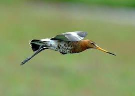 Limosa limosa. Grutto, vliegend