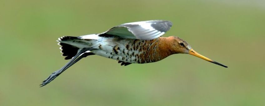 Limosa limosa. Grutto, vliegend