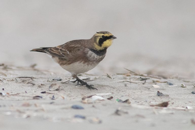 Strandleeuwerik