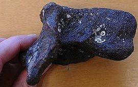 Het stukje spitssnuitdolfijnschedel, zo’n 2 miljoen jaar oud.