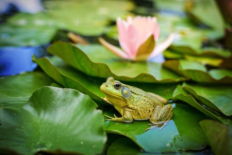 Bullfrogs can carry Bd without falling victim to it themselves