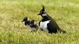 Vanellus vanellus. Kievit met jongen