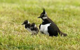 Vanellus vanellus. Kievit met jongen