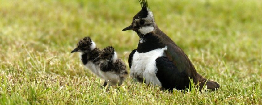 Vanellus vanellus. Kievit met jongen