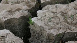 Kleischeuren, droogte, Rechte alsem