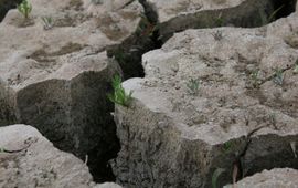 Kleischeuren, droogte, Rechte alsem