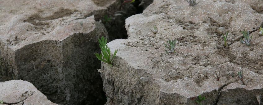 Kleischeuren, droogte, Rechte alsem