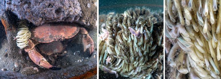 Eikapsels van de Geaderde stekelhoren (Rapana venosa). Links: eieren afgezet naast de schuilplaats van een Noordzeekrab; midden: deze eierklomp is al ontdekt door zeesterren; rechts: de hockeystickvormige eikapsels in detail. Elk kapsel kan tot duizend eieren bevatten