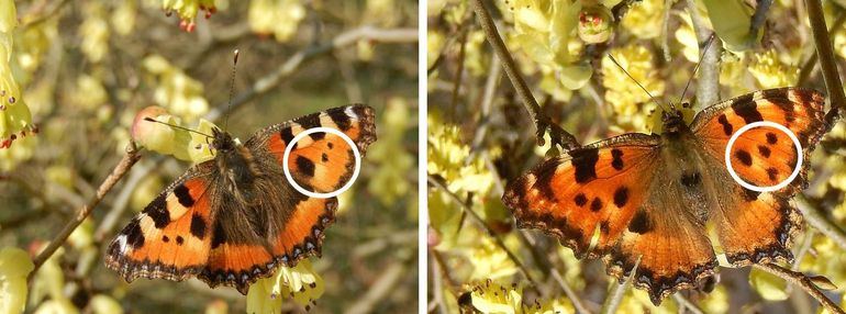 Het duidelijkste verschil tussen de kleine (links) en de grote vos (rechts) is het aantal stippen op de voorvleugel. De kleine heeft er daar drie, de grote vier, in de vorm van het atoomteken