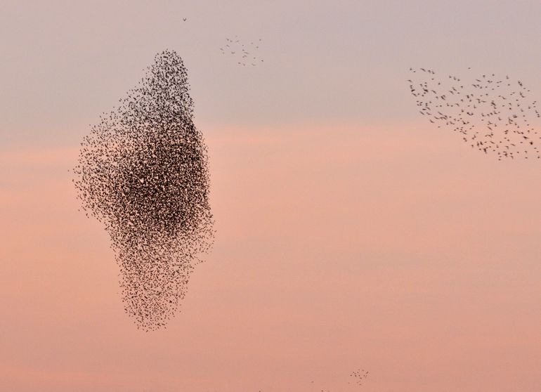 Voorbij de grens van de slaapplaats draaien de voorste vogels om. Dat leidt tot een verdikking in de zwerm