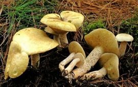 Ivoorboleet
Suillus placidus
H.Huijser