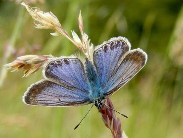 De meeste vrouwtjes van het icarusblauwtje zijn van boven bruin (zie bovenstaande foto naast de grafiek), maar soms hebben ze heel veel blauwe bestuiving