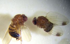 Links vrouwtje Drosophila suzukii – rechts mannetje met de typische vlekken op de vleugels