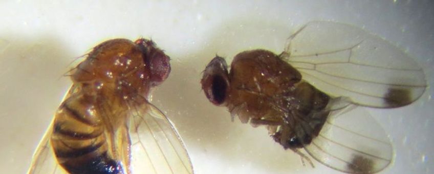 Links vrouwtje Drosophila suzukii – rechts mannetje met de typische vlekken op de vleugels