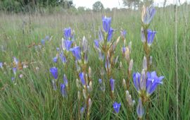 Gentiana pneumonanthe. Klokjesgentiaan