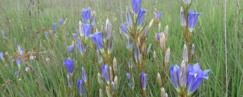 Gentiana pneumonanthe. Klokjesgentiaan