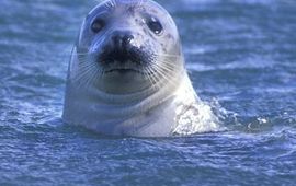 Rollin Verlinde zeehond