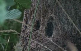 Eikenprocessierups nest