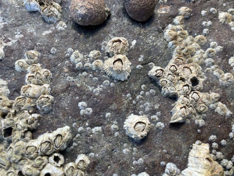 The Pacific barnacle Balanus glandula