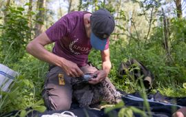 Staatsbosbeheer Een medewerker van de Werkgroep Zeearend ringt en meet twee jonge zeearenden in de Zuid-Hollandse Hellegatsplaten.