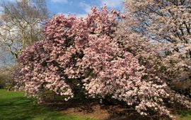 Magnolia , bloei Belmonte 30-3-2019