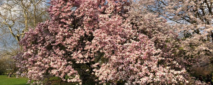 Magnolia , bloei Belmonte 30-3-2019