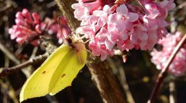 Citroenvlinder op Viburnum - primair