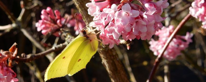 Citroenvlinder op Viburnum - primair