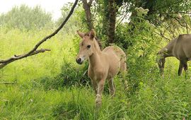 FREE Nature Konik veulen