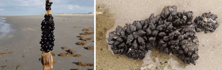 Links: aangespoelde eiertros op Schiermonnikoog, rechts: idem bij IJmuiden