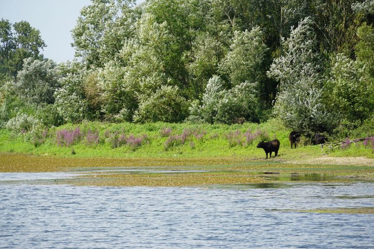 Grensmaas Meers, zomer 2015 tijdens laag water