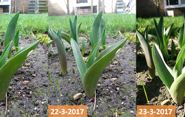 GrowApp Tulpen in Uitgeest
