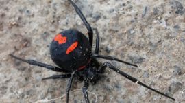 Latrodectus lucacha (deze foto komt van iNaturalist en heeft zo bijgedragen aan het bepalen van het verspreidingsgebied van deze weduwespin)