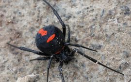 Latrodectus lucacha (deze foto komt van iNaturalist en heeft zo bijgedragen aan het bepalen van het verspreidingsgebied van deze weduwespin)