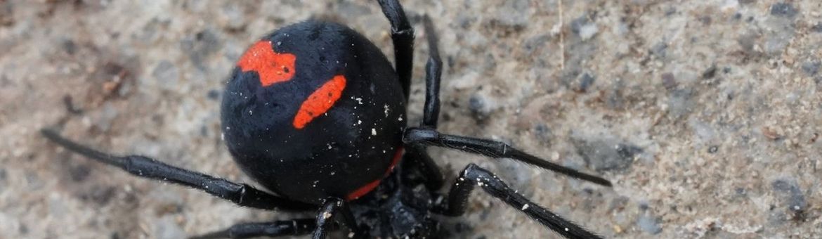Latrodectus lucacha (deze foto komt van iNaturalist en heeft zo bijgedragen aan het bepalen van het verspreidingsgebied van deze weduwespin)