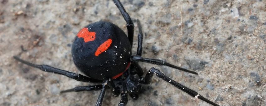 Latrodectus lucacha (deze foto komt van iNaturalist en heeft zo bijgedragen aan het bepalen van het verspreidingsgebied van deze weduwespin)