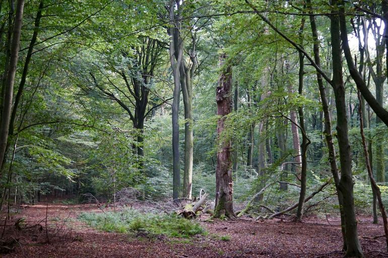 Oud beukenbos