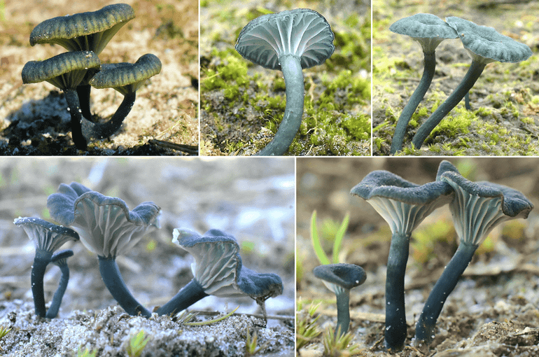 Het Blauwgroen trechtertje 