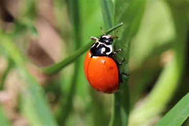 The lady beetle Cycloneda sanguinea, F.D. Roosevelt Airport, St. Eustatius