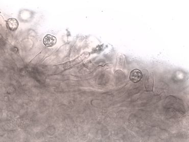 Lamelsnede Grauwe satijntrechterzwam met ronde hoekige sporen en bij de septen samengeknepen cheilocystiden