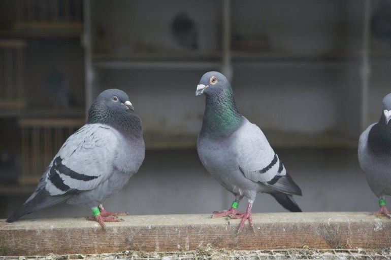 Feral pigeons