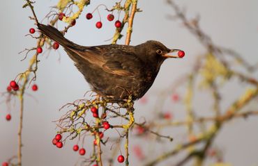 Met de aanplant van bessenstruiken trek je heel snel meer vogels naar je tuin