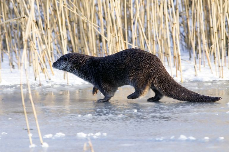 Otter in de winter