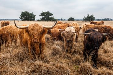 Schotse hooglanders