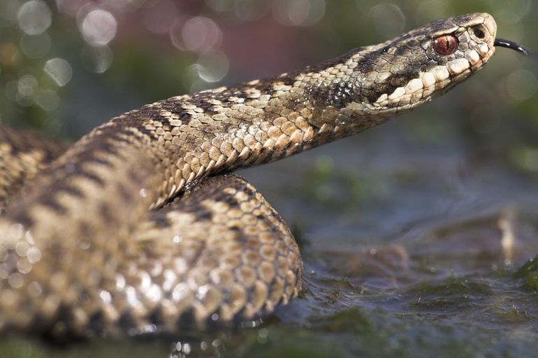 Adder