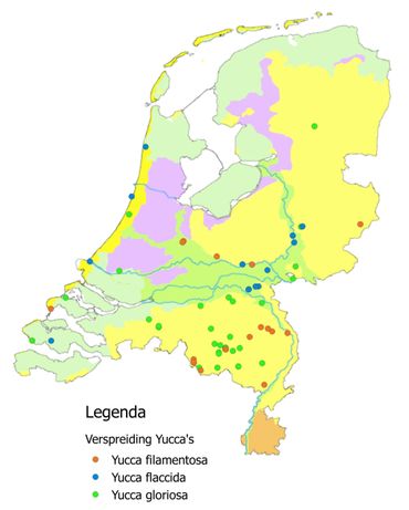 Verspreiding Yucca's in Nederland